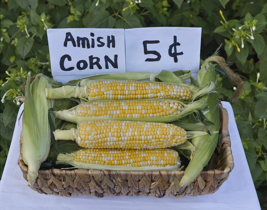 Amish corn for sale