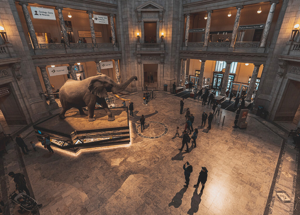 Natural History Museum DC lobby and African Bush Elephant