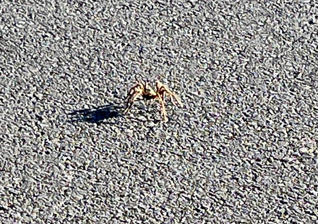 Tarantula walking on road at Red Rock Canyon